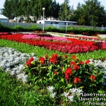 Цветники на Центральной площади (2009). Цветники на Центральной площади (2009).