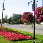 Цветники по ул. Пушкинской (2011).